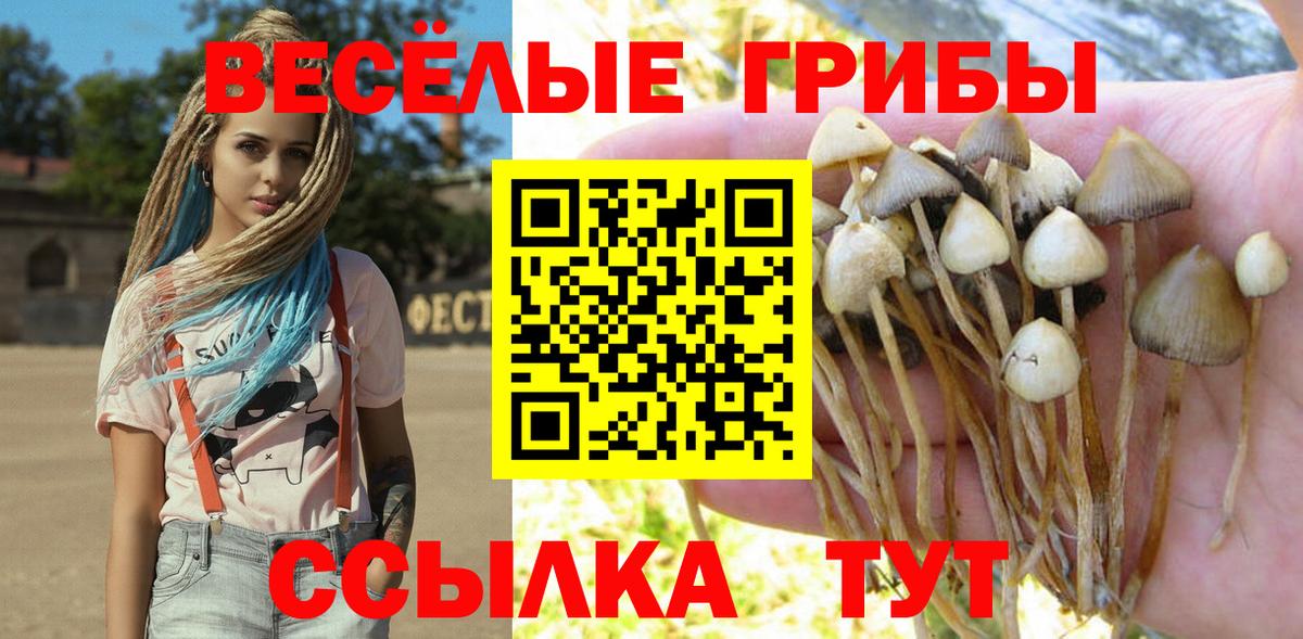 Галлюциногенные грибы Psilocybine cubensis  Галлюциногенные грибы GOLDEN TEACHER  Новоалтайск  где купить наркоту  Вход с VPN 